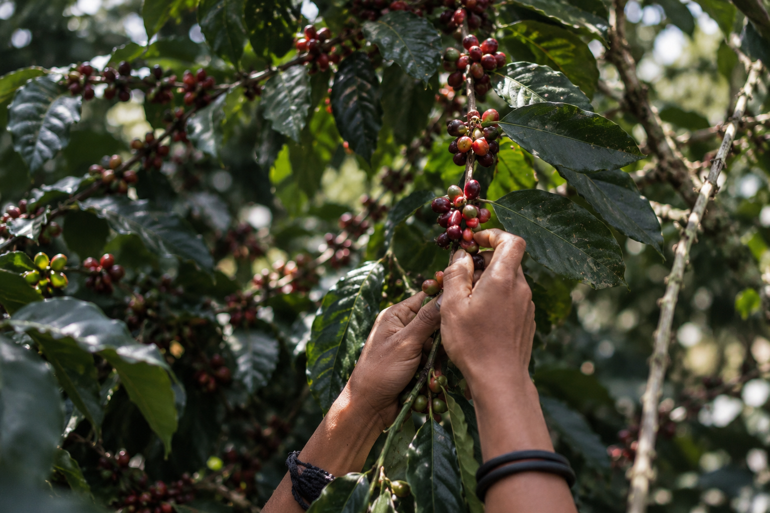 Hands carefully selecting coffee cherries from a coffee tree